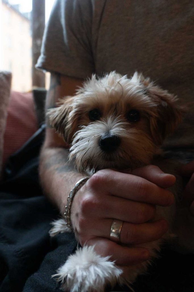 Bowie-biewer-terrier